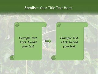 Tail Neotropics Mammal PowerPoint Template