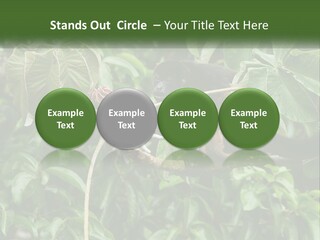 Tail Neotropics Mammal PowerPoint Template