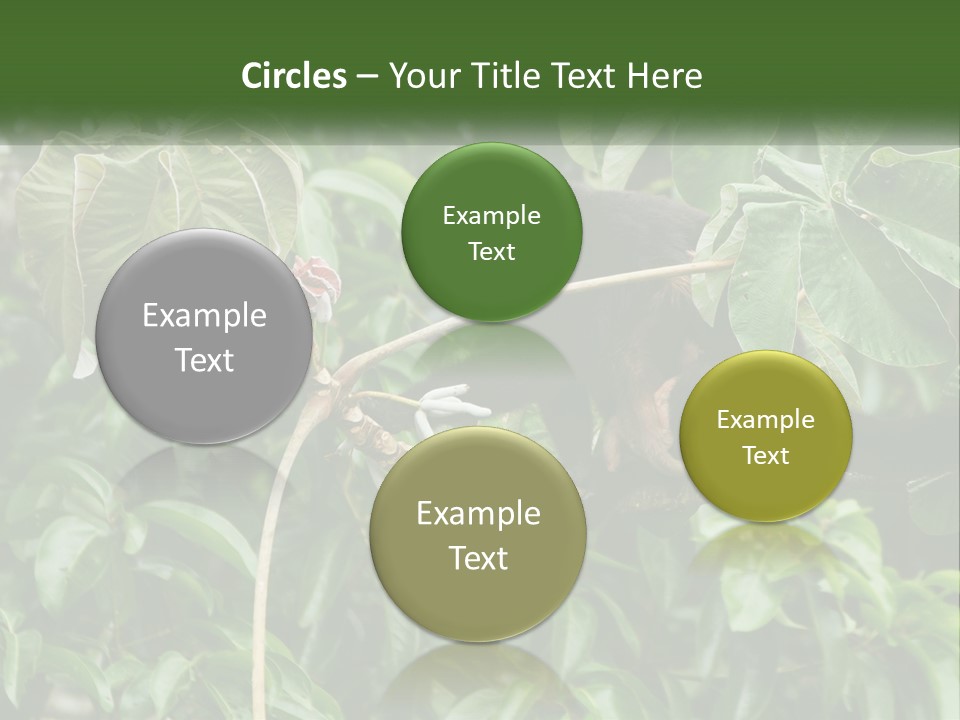 Tail Neotropics Mammal PowerPoint Template