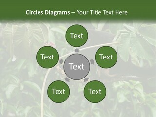 Tail Neotropics Mammal PowerPoint Template