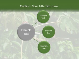 Tail Neotropics Mammal PowerPoint Template