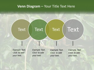 Tail Neotropics Mammal PowerPoint Template