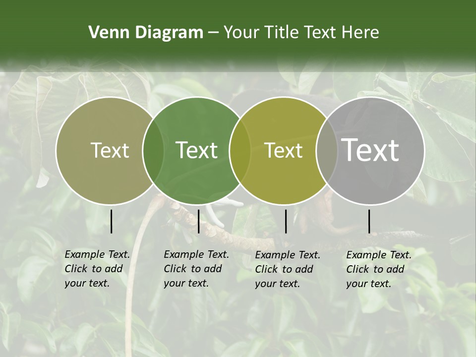 Tail Neotropics Mammal PowerPoint Template