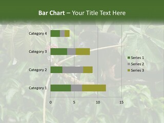 Tail Neotropics Mammal PowerPoint Template