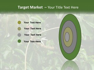 Tail Neotropics Mammal PowerPoint Template