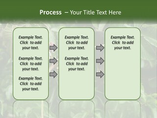 Tail Neotropics Mammal PowerPoint Template