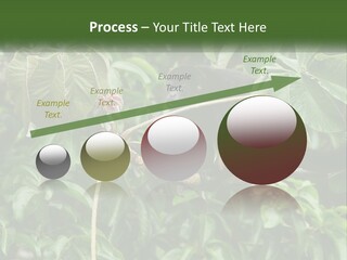 Tail Neotropics Mammal PowerPoint Template