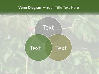 Tail Neotropics Mammal PowerPoint Template