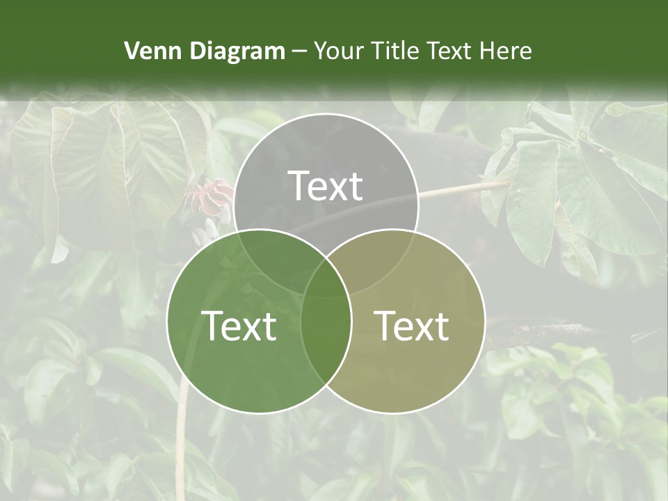 Tail Neotropics Mammal PowerPoint Template