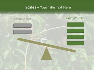 Tail Neotropics Mammal PowerPoint Template