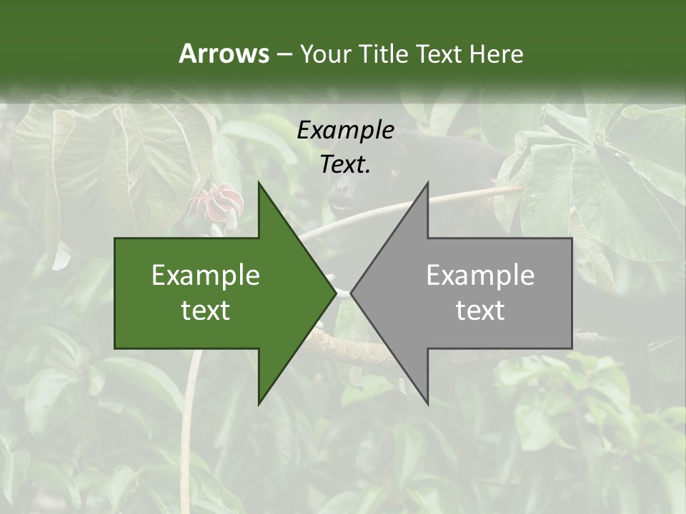 Tail Neotropics Mammal PowerPoint Template
