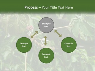 Tail Neotropics Mammal PowerPoint Template
