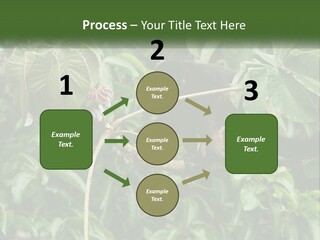 Tail Neotropics Mammal PowerPoint Template