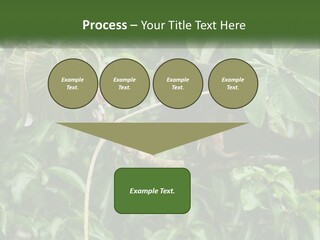 Tail Neotropics Mammal PowerPoint Template