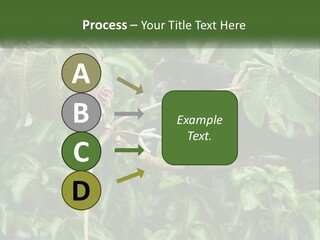 Tail Neotropics Mammal PowerPoint Template