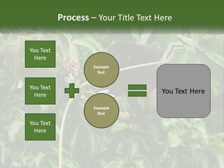 Tail Neotropics Mammal PowerPoint Template