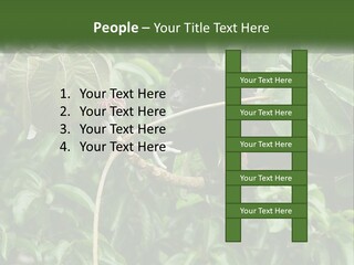 Tail Neotropics Mammal PowerPoint Template