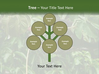 Tail Neotropics Mammal PowerPoint Template