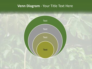 Tail Neotropics Mammal PowerPoint Template