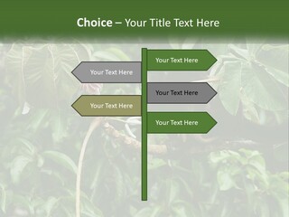 Tail Neotropics Mammal PowerPoint Template