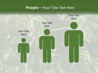 Tail Neotropics Mammal PowerPoint Template