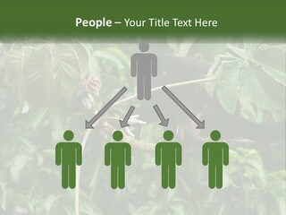 Tail Neotropics Mammal PowerPoint Template