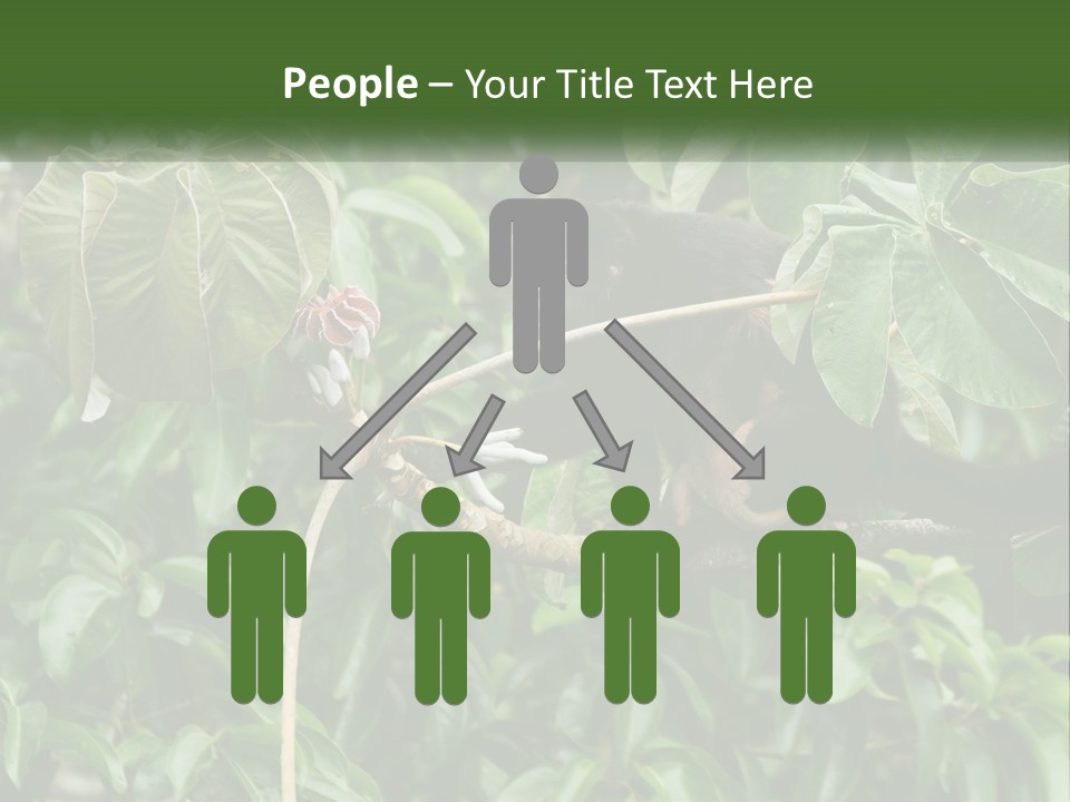 Tail Neotropics Mammal PowerPoint Template