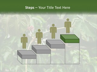 Tail Neotropics Mammal PowerPoint Template