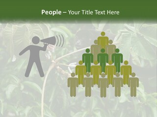 Tail Neotropics Mammal PowerPoint Template