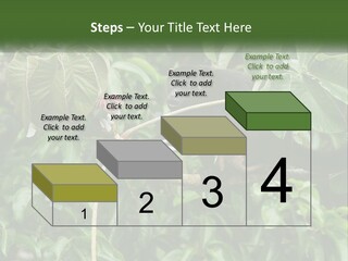 Tail Neotropics Mammal PowerPoint Template