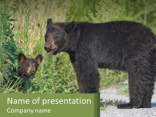 Wildlife Carolina American PowerPoint Template