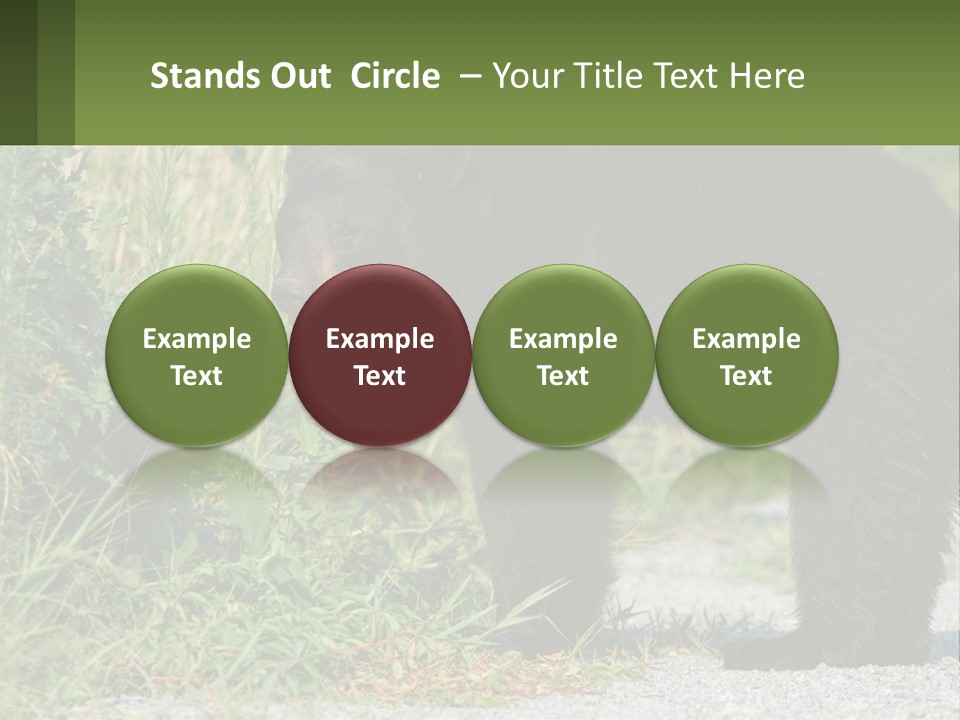 Wildlife Carolina American PowerPoint Template