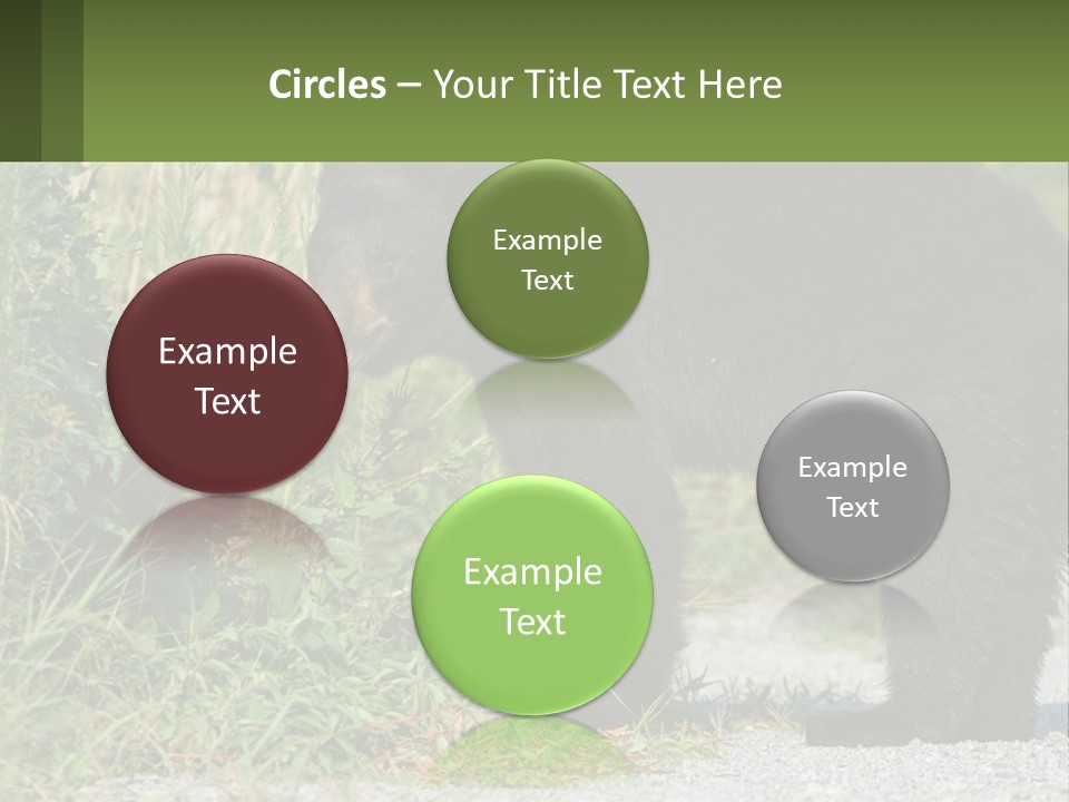 Wildlife Carolina American PowerPoint Template