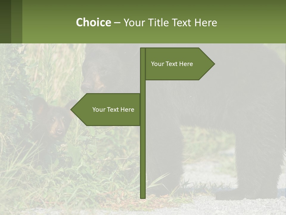 Wildlife Carolina American PowerPoint Template