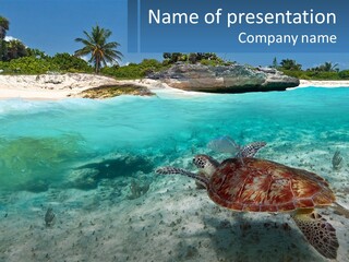 Turtle Red Coastline PowerPoint Template