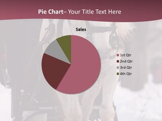 Horse White Big PowerPoint Template