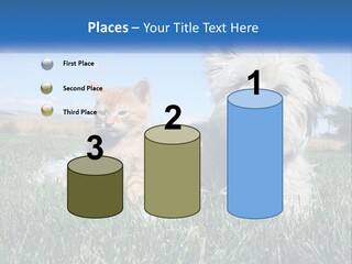 Power Conditioner Electric PowerPoint Template