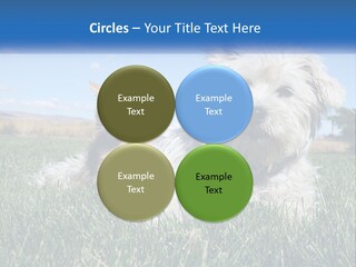Power Conditioner Electric PowerPoint Template