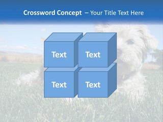 Power Conditioner Electric PowerPoint Template