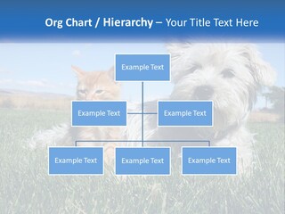 Power Conditioner Electric PowerPoint Template