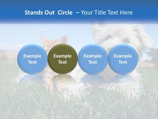 Power Conditioner Electric PowerPoint Template