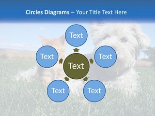 Power Conditioner Electric PowerPoint Template