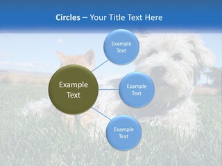 Power Conditioner Electric PowerPoint Template