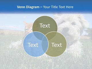 Power Conditioner Electric PowerPoint Template