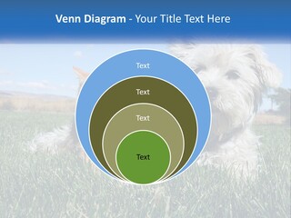 Power Conditioner Electric PowerPoint Template