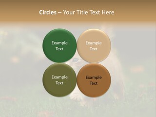 Switch Technology System PowerPoint Template