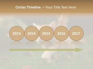 Switch Technology System PowerPoint Template