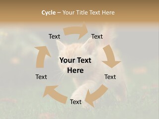 Switch Technology System PowerPoint Template