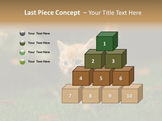Switch Technology System PowerPoint Template