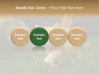 Switch Technology System PowerPoint Template